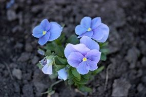 Pansies Blue Flowers