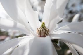 Close-up of the core of the beautiful big white star magnolia flower