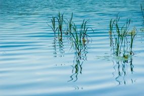 green reed mirroring on blue water