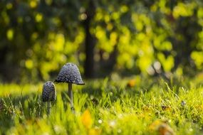 wild mushrooms in a sunny meadow