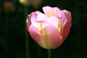 pinkish tulip petals