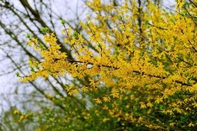 tree with yellow flowers in the forest