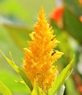 celosia argentea