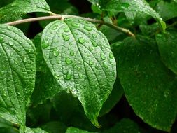 macro photo of raindrops on a green plant in summer