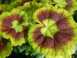 colorful geranium leaves close-up on blurred background