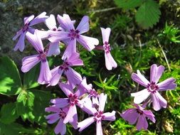 light purple flowers in the garden