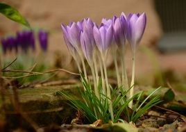 purple crocus on dry grass close up
