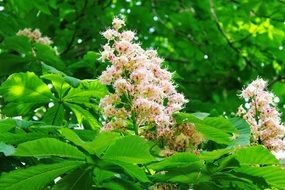 Chestnut Tree blossoms among new leaves