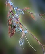 frozen leaves on a plant