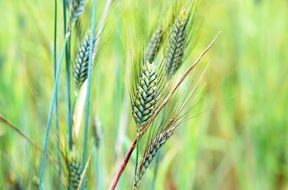 green wheat seeds on the field