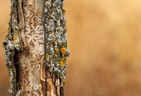 natural pattern on a tree trunk