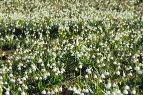 spring meadow with small white flowers
