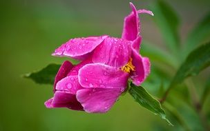 Peony, Red half open Flower in dew drops