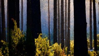 sunrise in a forest in a national park in poland