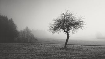 lonely tree in black and white landscape