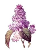lilac with green leaves on a white background
