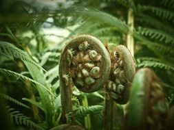 palm fern close up