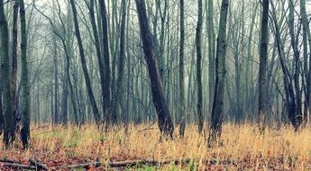 morning haze in the gloomy forest