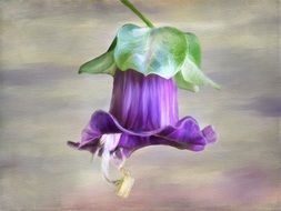 Painted purple Flower blossom