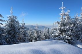 snowy winter slope with fir trees
