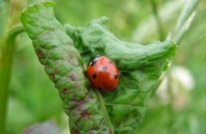 ladybug on a green leaf in nature