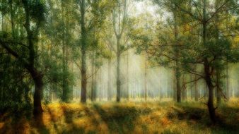Landscape of forest at the sunlight