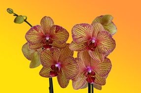 red and yellow Orchid Flowers close up