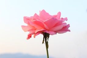 rose pink bloom view