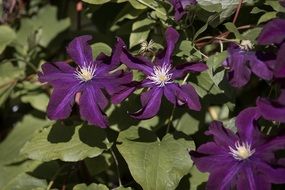 violet clematis in the garden