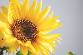 yellow sunflower against the sky