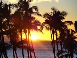 Photo of the palm trees on a beach at the sunset