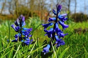 bright blue flowers on green grass among the plants on a sunny day