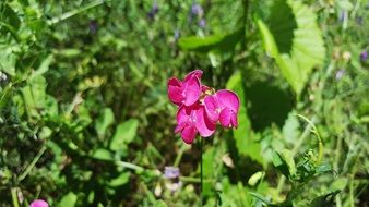 Lathyrus Tuberosus close-up on blurred background