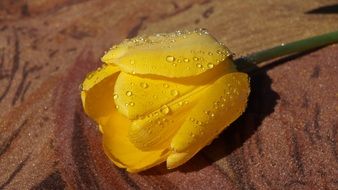 yellow tulip in drops of water close-up