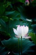 white lotus in the wild