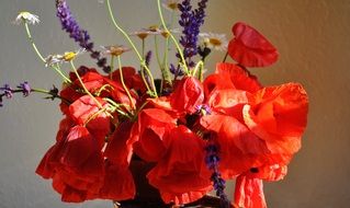 red cutted poppy flowers in a pot