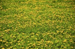 Landscape of yellow dandelion meadow