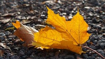 Leaf Autumn Color Orange