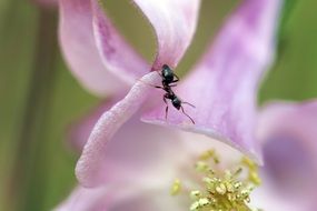 Black ant Inside the beautiful pink, purple and yellow flower