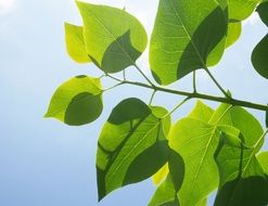 fresh summer green leaves