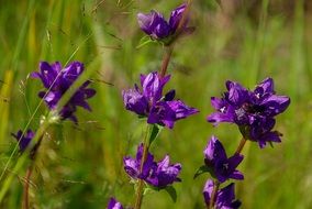 purple flowers in grass