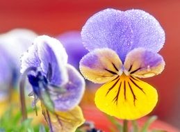 yellow-blue pansies in drops of water close-up