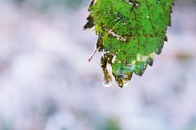 Leaf Drip