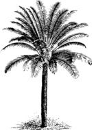 Cycad Evergreen Plant drawing