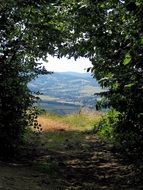 incredibly handsome Forest Mountains