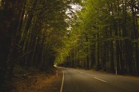 country road in the forest