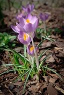 Crocus Flower S