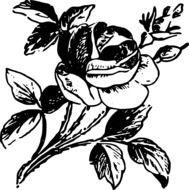 Black and white drawing of the beautiful rose flower on the stem with the leaves clipart