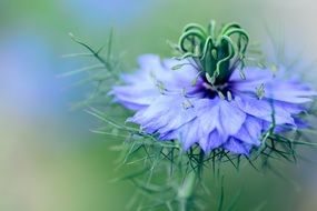 Natural Nigella Plant