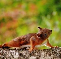 сute squirrel